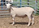 Sheep Trax Maverick 441M